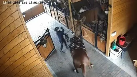 Bije konia batem 