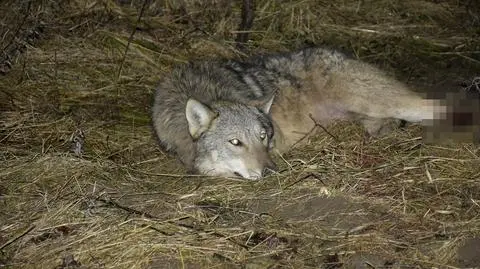 Wilk wpadł we wnyki 50 metrów od drogi