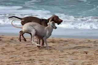 Psy na plaży w Vigo, Hiszpania