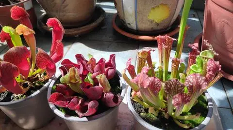 Kapturnica – co to za roślina, jak ją uprawiać i pielęgnować?