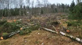 Ściętych ma zostać 20 tys