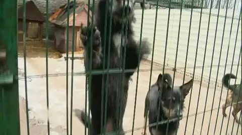 Many Polish cities call off firework shows not to scare animals