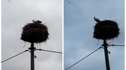 Bocian pojawił się już w lutym w Bydgoszczy