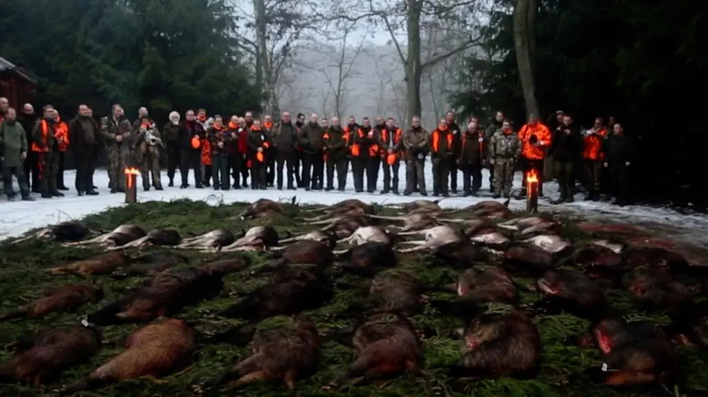 Polowania dewizowe. Co roku 25 tysięcy myśliwych z zagranicy poluje w Polsce