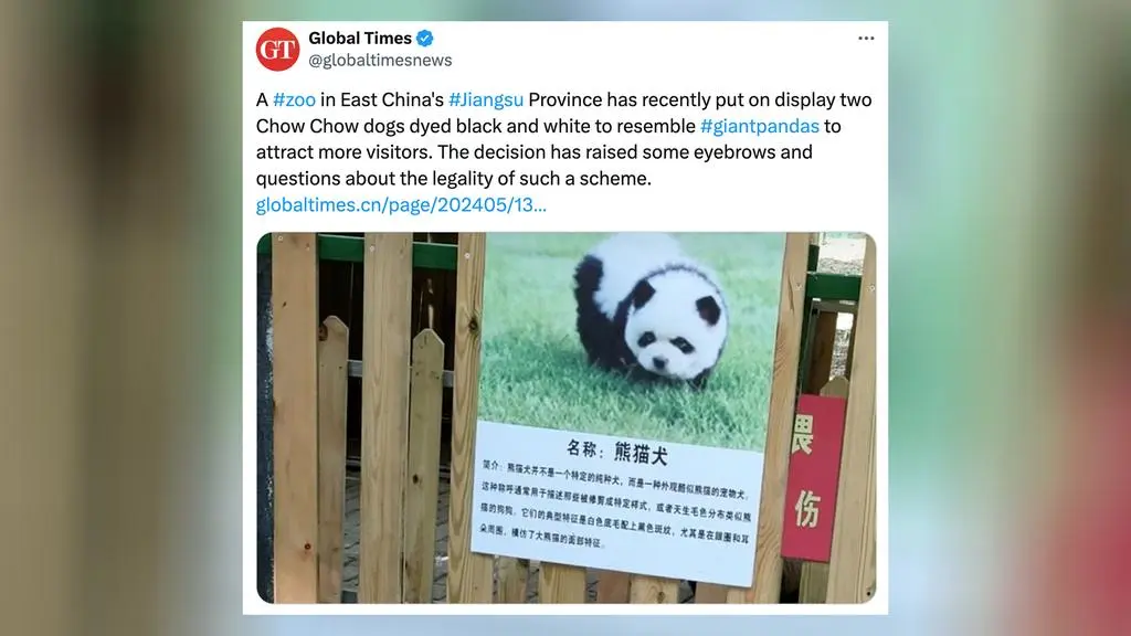 "Pando-psy" w chińskim zoo w prowincji Jiangsu