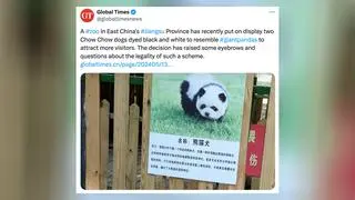 "Pando-psy" w chińskim zoo w prowincji Jiangsu