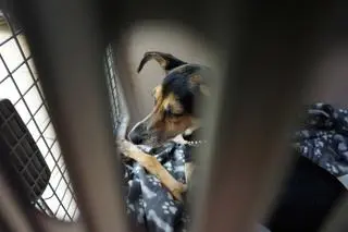 Jak informuje KTOZ, pies "nie wykazuje cech zaniedbania czy znęcania się nad nim"