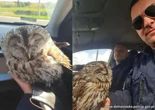 Dzielnicowi z Barda uratowali puszczyka