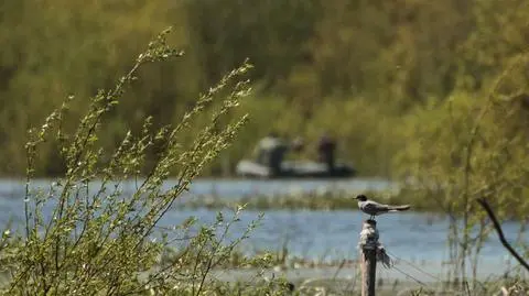 Ustawili platformy lęgowe dla rybitw. Po kilku dniach zniknęły