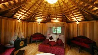 Treehouse - luksusowe domki na drzewie
