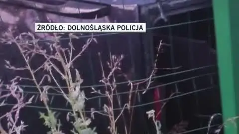 policja wro