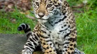 Młode jaguary zaczęły wyruszać na pierwsze spacery