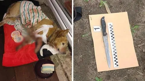 Pies został raniony nożem i cegłówką