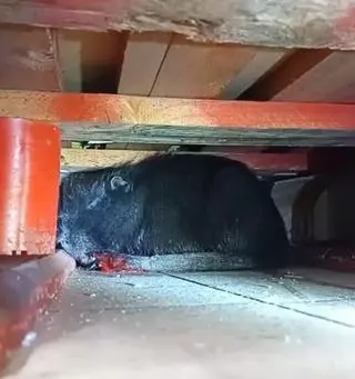 Nutria weszła do sklepu w Łodzi