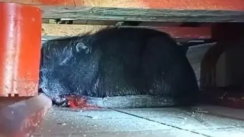 Nutria weszła do sklepu w Łodzi