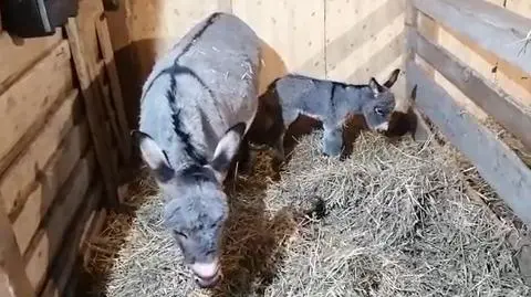 W żywej szopce na świat przyszedł mały osiołek