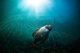Rodrigo Thome, zdjęcie nominowane w konkursie Ocean Photographer of the Year 2021 w kategorii Ochrona