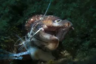 Kerim Sabuncuoglu, pierwsza nagroda w kategorii Ocean Conservation Photographer of the Year 2021