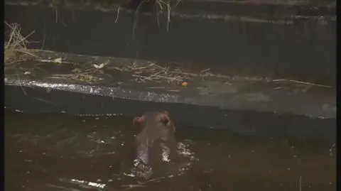 Kilkudniowy hipopotam z wrocławskiego zoo