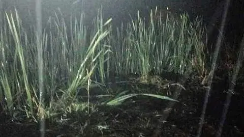 Poszukiwany 86-latek leżał na podmokłej łące 50 metrów od domu