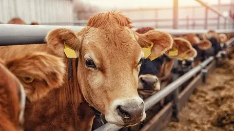 shutterstock_1855312099