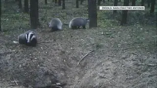 Borsuki-urwisy bawią się z mamą