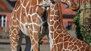 Iroko razem z mamą Imarą