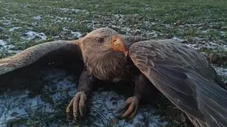 Bielik został znaleziony na środku pola