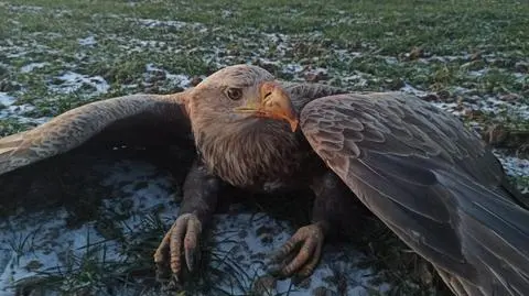 Bielik został znaleziony na polu w pozycji agonalnej