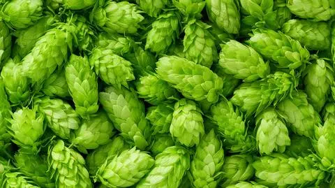 Chmiel może chronić przed chorobą Alzheimera