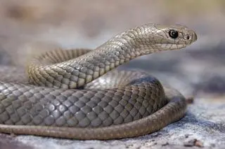 Nibykobra siatkowana (Pseudonaja textilis)