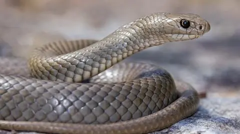 Nibykobra siatkowana (Pseudonaja textilis)