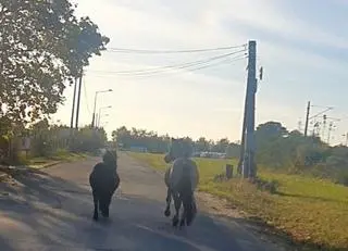 Po ulicach Nakła nad Notecią biegały konie