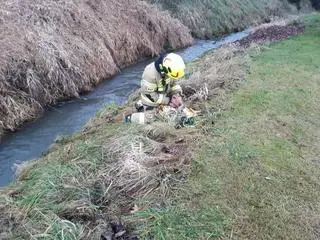 Psa udało się uratować