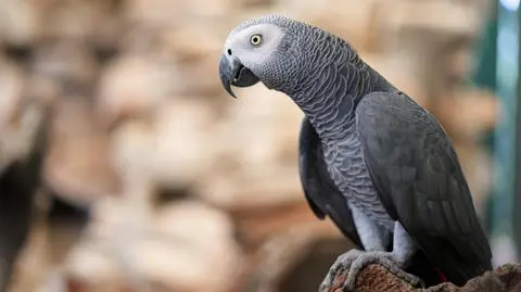 papuga shutterstock_2052197066