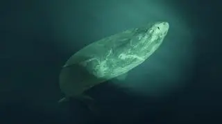 Rekin polarny (Somniosus microcephalus) - zdjęcie poglądowe