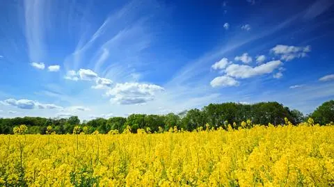Słoneczny, pogodny dzień, wiosna, ciepło, gorąco, rzepak