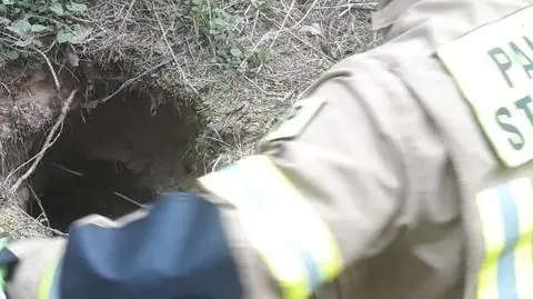 Dyzio wszedł do lisiej nory i utknął. Za ciekawość  "dostał po nosie od gospodarza", pomogli strażacy