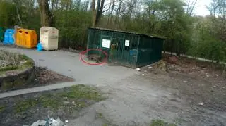Dziki w Zgierzu. Wchodzą do wiat śmietnikowych i na place zabaw