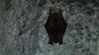 Na terenie MRU hibernuje dziesięć gatunków nietoperzy