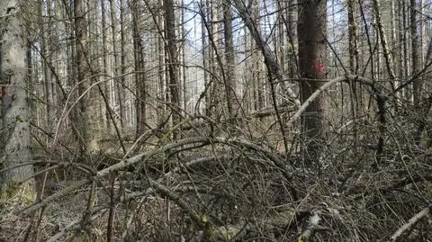 Uschnięte drzewa na terenie Nadleśnictwa Hajnówka