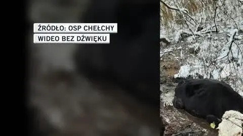 Krowa utknęła w bagnie, pomogli jej strażacy