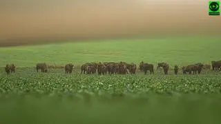 Żubry w obiektywie