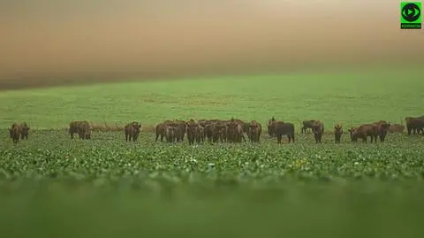 Przyrodę fotografuje od piętnastu lat, ale tak duże stado żubrów zobaczył pierwszy raz w życiu