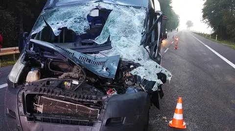 Łoś wbiegł pod koła samochodu. Pasażer w szpitalu, zwierzę nie przeżyło