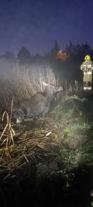 Łoś nie dał rady wyjść z bagna
