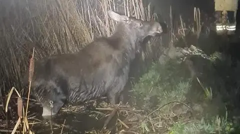 Łoś nie dał rady wyjść z bagna