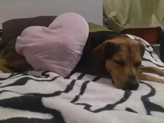 Bolek po dwóch latach tułaczki wróci do domu