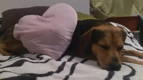 Bolek po dwóch latach tułaczki wróci do domu