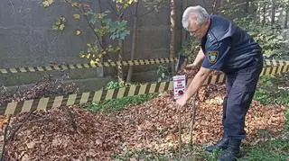 Budują kopce dla jeży w Pabianicach